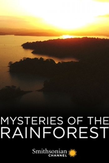 Poster de Filme Mistérios da Floresta (2016)