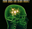 How Does the Brain Work?