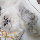 Foto de perfil de LILI