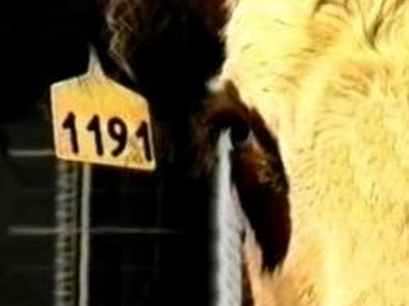 Foto 1 de A Cow at My Table