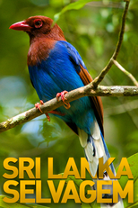 Sri Lanka Selvagem (Sri Lanka Selvagem)