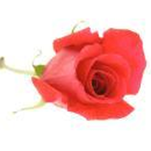 Foto de perfil de Tânia