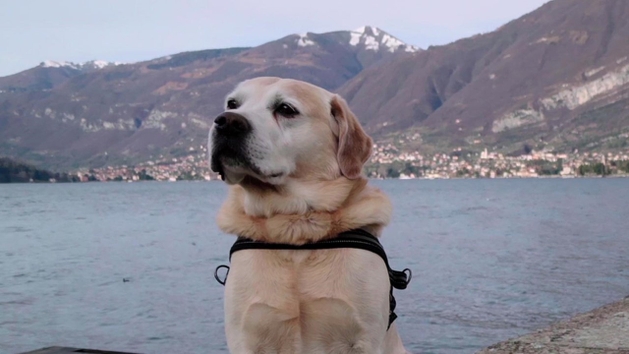 "Apenas Cães": Um das séries mais fofas da Netflix terá 2ª temporada