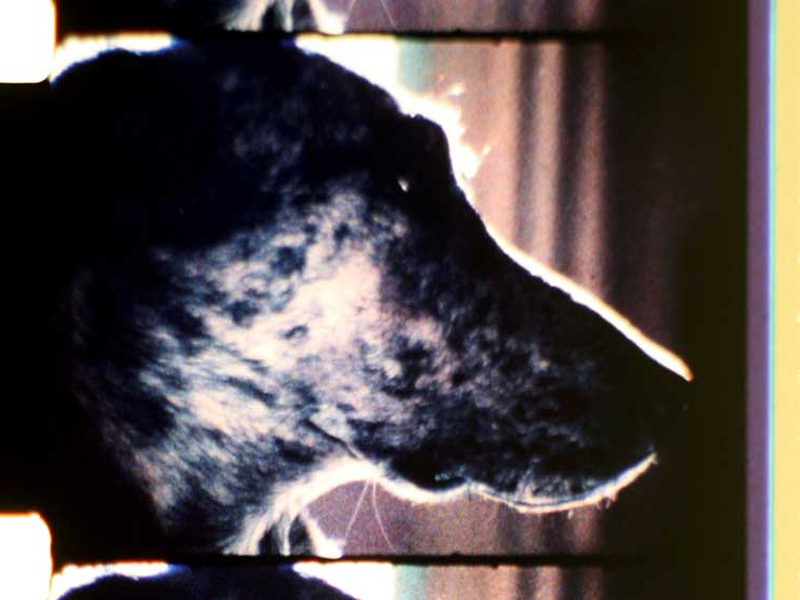 Foto 1 de The Mongreloid