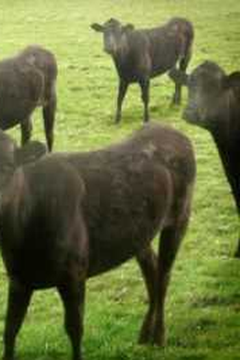  de Curta Cows & Cows & Cows (2010)