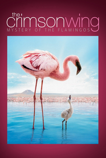 Grande Balé Vermelho: O Mistério Dos Flamingos - Poster / Capa / Cartaz - Oficial 4