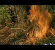 Scherzare col fuoco