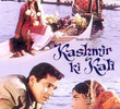 Kashmir Ki Kali - A Flor de Kashmir