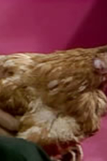 Los riñones / Quieren bañar al Chavo / Mi novia es una gallina / La sirvienta (Los riñones / Quieren bañar al Chavo / Mi novia es una gallina / La sirvienta)