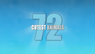 72 Cutest Animals - 12 x 30 Minute Factual Series