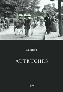 Avestruzes (Autruches)