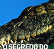 O Segredo do Crocodilo
