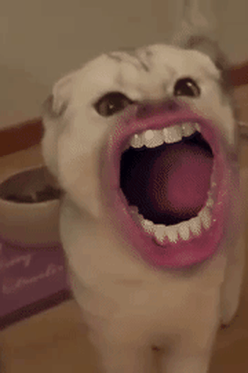  de Curta Meow (2015)