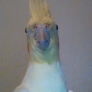 Bruno