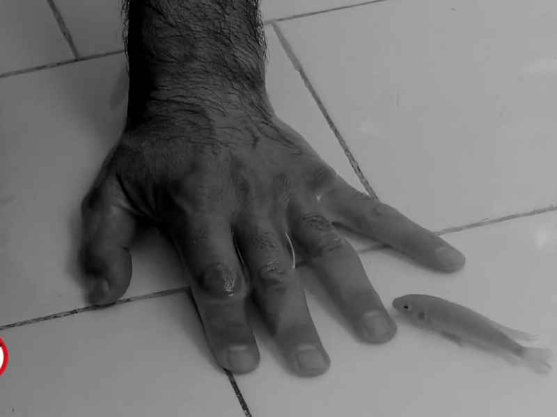 Foto 1 de The Fish and I