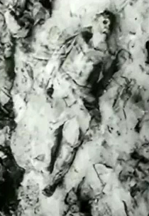 Im Wald von Katyn (Im Wald von Katyn)