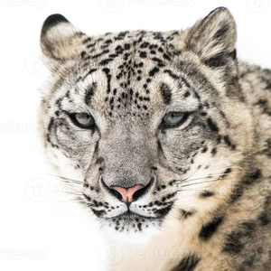 Foto de perfil de Leopardo das Neves