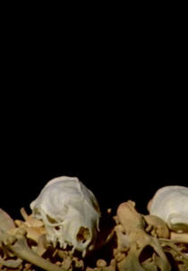 Wayward Fronds (Wayward Fronds)