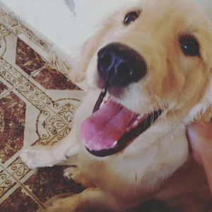 Foto de perfil de Lauro