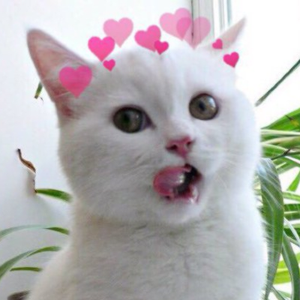 Foto de perfil de Kelly