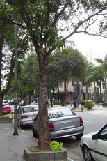 Higienópolis - Um recorte do mundo (Higienópolis - Um recorte do mundo)