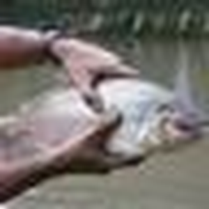 Foto de perfil de Alexandre Zola