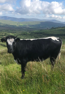 Apocalypse Cow: How Meat Killed the Planet (Apocalypse Cow: How Meat Killed the Planet)