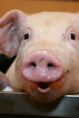 Espírito de Porco (Espírito de Porco)