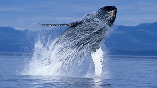 Trailer: Humpback Whales Trailer - Narrated by Ewan McGregor - Official IMAX Theatrical Trailer [4K]