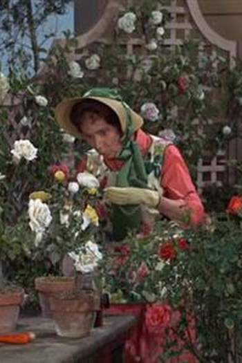 Poster de Episódio Only a Rose (1966)