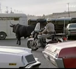 Country Action