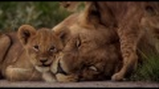 Trailer: The Last Lions (2011) - Official Trailer [HD]
