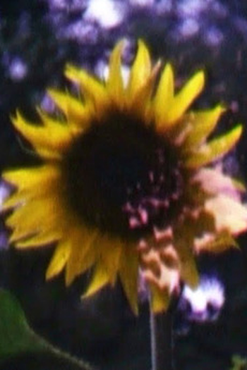 Poster de Curta Lux taal (2009)