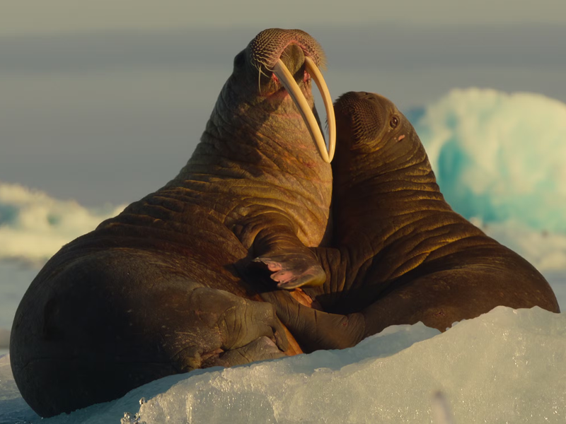 Foto 1 de Nossos Oceanos