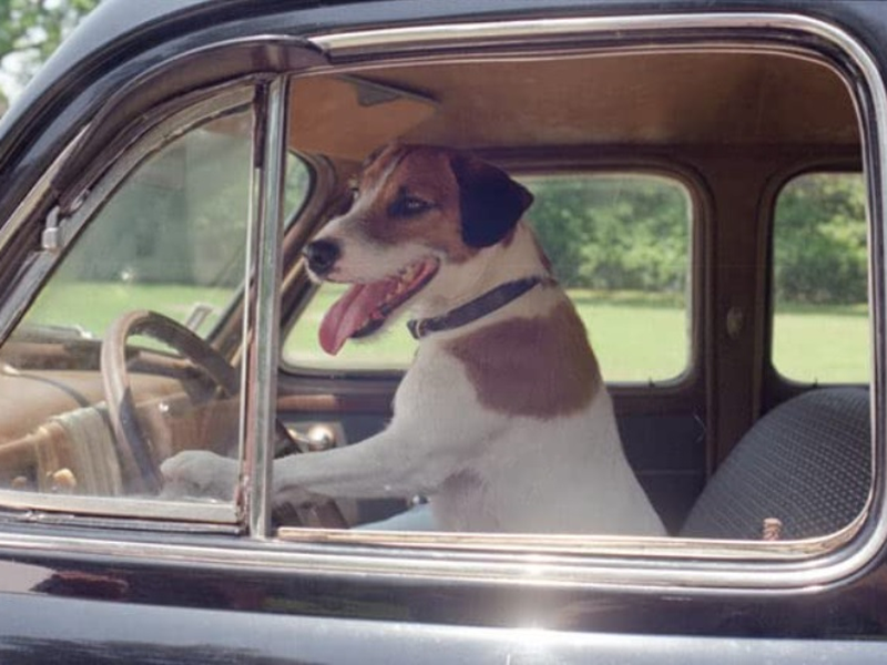 Foto 1 de Meu Cachorro Skip