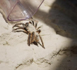 A Venomous Adventure, Pt. 2