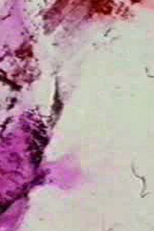 Prelude 8 (Prelude 8)