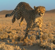 Growing up Cheetah