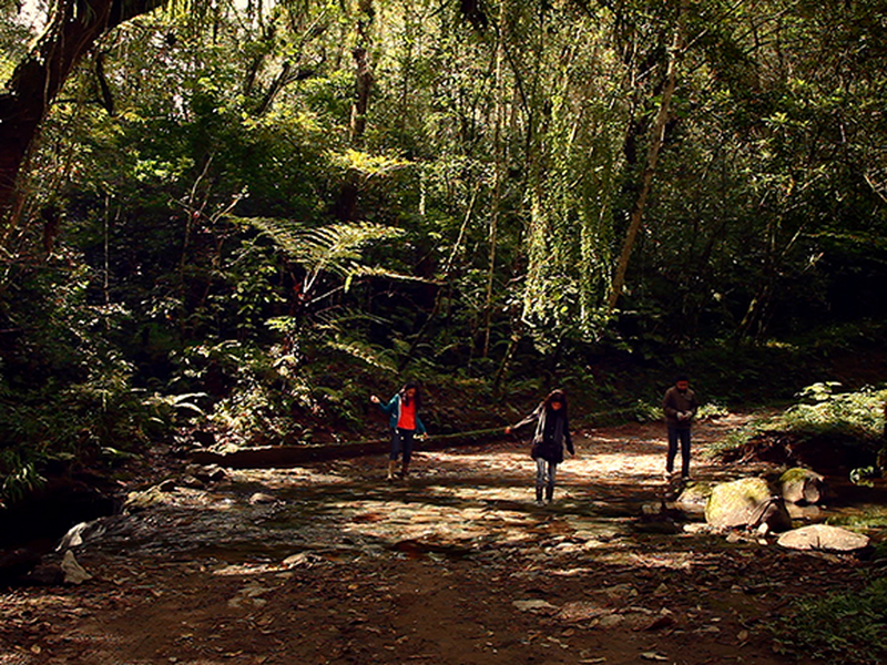 Foto 4 de Bosque de Névoa