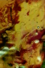 Persian Series #12 (Persian Series #12)