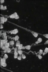 Secrets of Nature: The World in a Wine-Glass (Secrets of Nature: The World in a Wine-Glass)
