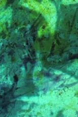 Spectre / Effacement / Disparition (Film expérience / fragilité) (Spectre / Effacement / Disparition (Film expérience / fragilité))