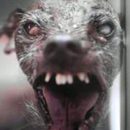 Foto de perfil de O Cão Que Atenta