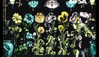Les Fleurs Animées (Pathé, France, 1906, Living Flowers)