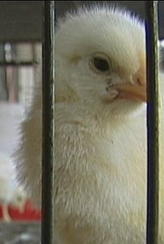 Poster 1 de Curta O Sonho de Jonas (2007)