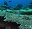 Great Barrier Reef