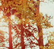 Spirits in Season