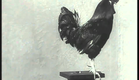 Cook & Rilly's Trained Rooster (1905) - ALICE GUY BLACHE - Le coq dressé de Cook et Rilly