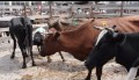 Huérfanos de la leche: la industria de los lácteos en Chile