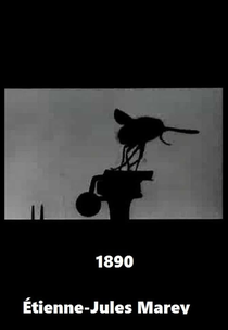 Mosquinha (Mosquinha)